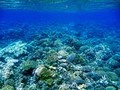 ハッタ島でシュノーケリング2:群青色の海と巨大魚に魚群