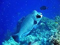 アイ島 ビーチエントリーでサンゴ礁シュノーケリング三昧!