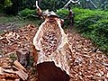 アイ島 じゃらんじゃらん。獣道かき分け美しき西海岸へ到達。