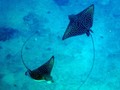 バンダ島 グヌンアピ周辺でシュノーケリング。サンゴ礁のお花畑!