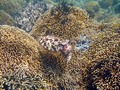 ロンボク島スコトン半島沖の小島:ギリ・アサハンの休日