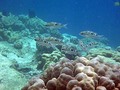 スマトラ島沖ウェー島:中途半端な楽園イボイの休日。