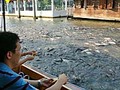 バンコク近郊散歩:タリンチャン水上マーケットにゆくの巻(2)