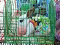 バンコク近郊散歩:スパンブリー タワーとナイトマーケット