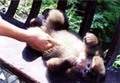 IN CHINA, This is a problem.(1999.08.11~12 成都-楽山)