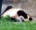 成都探訪。町歩きとパンダ見物。(1999.08.13-15 成都)