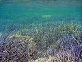 ケイ島アイランドホッピング。盛り沢山の北の島巡り。白い蟹も!