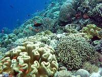 ハッタ島の水中写真１　サンゴ礁