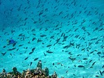 ウェー島　イボイの海の中　魚が沢山いる
