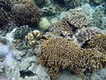 バンダ島 北部のマロレビーチでシュノーケリング!