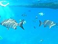 カリブ海のダイバーズパラダイス:コスメル島