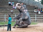スリランカ　象の曲芸