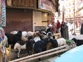 エジプト個人旅行 2006年12月~2007年1月