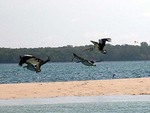 船のエンジン音に気づいて飛び立つペリカン