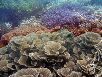 ケイ・クチル島の珊瑚　