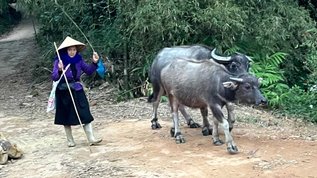 ハザン トゥエンクアン村を散歩していてお会いした牛追い中の女性 Hà Giang  Tuyên Quang