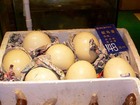 ダチョウの卵