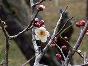 2012年の成田山の梅　１分咲き