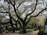 千鳥ヶ淵の桜並木