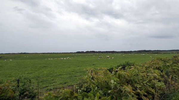 サフォーク種の羊の群れ　遠景　焼尻島　北海道