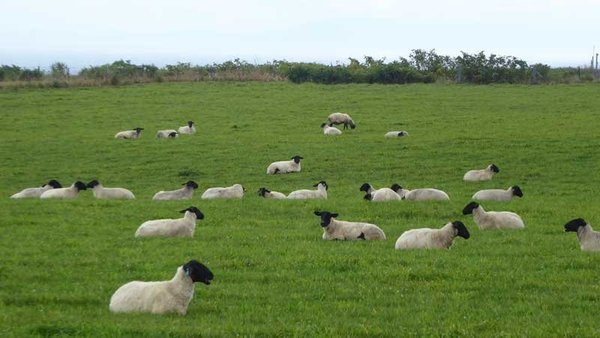 牧草地でのんびりするサフォーク種の羊　焼尻島にて