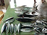 魚市場の魚　鰹とマグロ