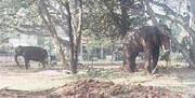 公園の象