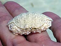 白い甲羅の蟹