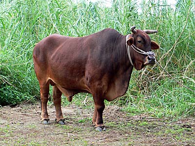牛車を引く牛がスタンバイ