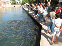 聖なる魚の池