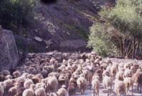 羊の集団