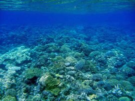 ハッタ島でシュノーケリング２：群青色の海と巨大魚に魚群