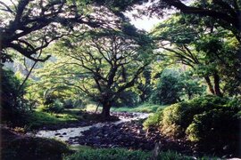 ガーデンアイランド：タベウニ島。森と水が豊富な島です。