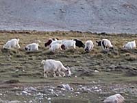 パシュミナ山羊